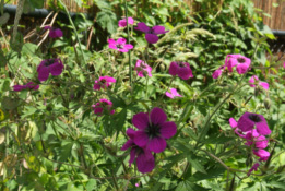 Geranium psilostemon bestellen